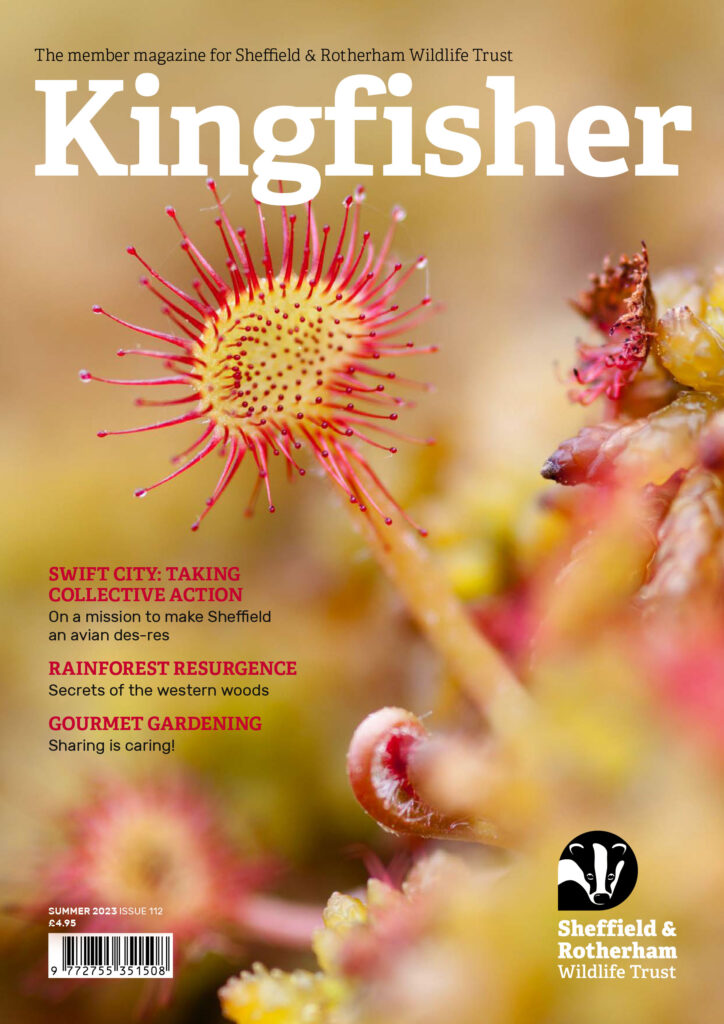 Kingfisher magazine cover for Summer 2023 issue featuring a stunning image of a Sundew