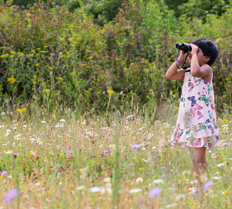 A child wearing a dress is standing in a wildflower meadow, using binoculars