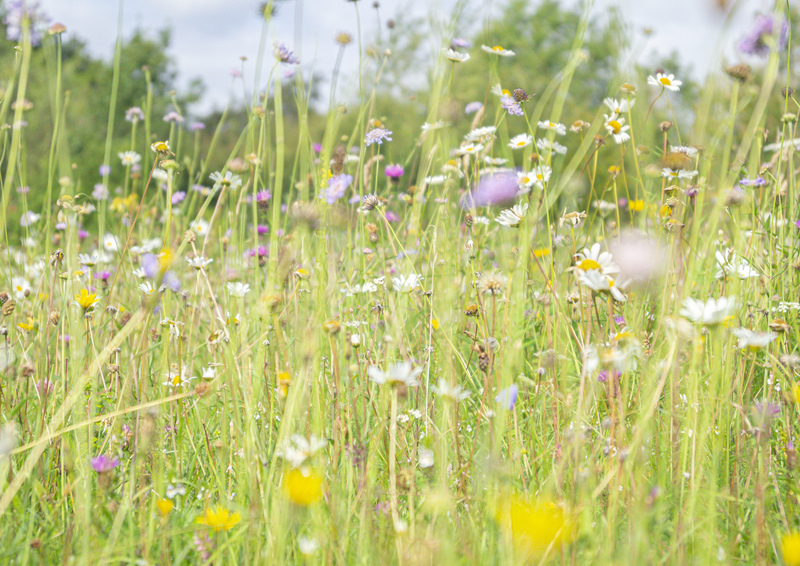 Flowers blooming in a wildflower meadow on a sunny day