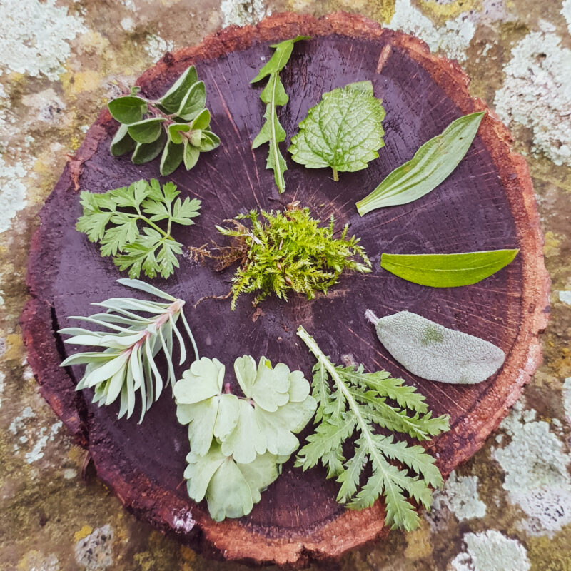 Fresh leaves set in clay