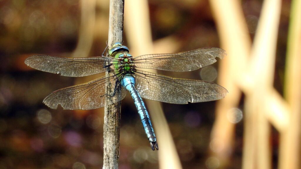 Emperor Dragonfly. Photo: Rob Miller