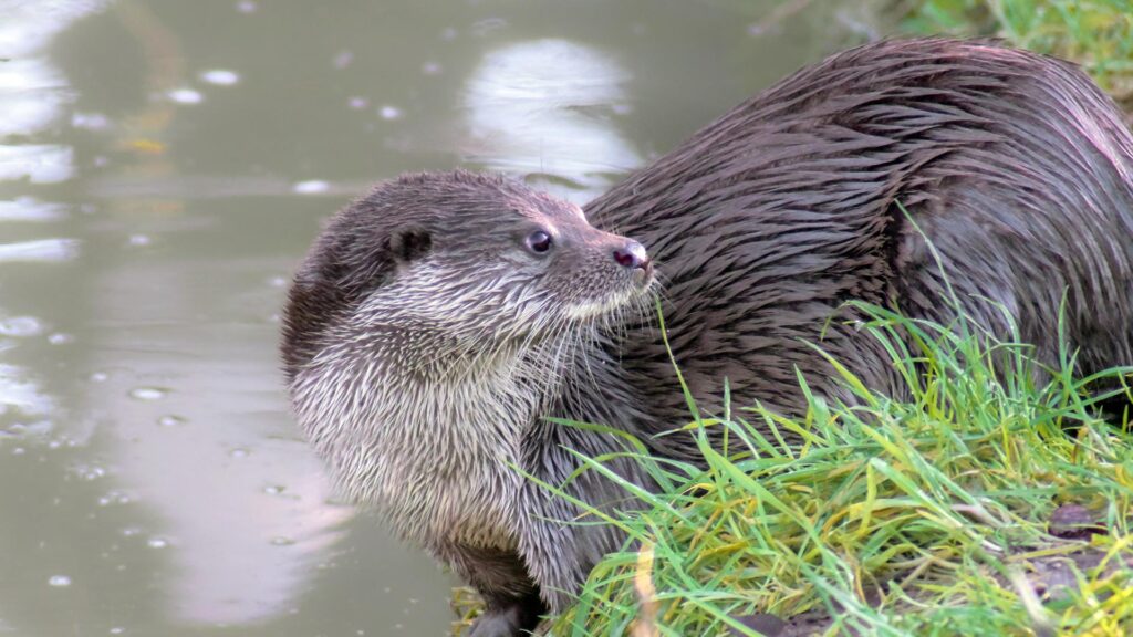 Otter on a riverbank. Photo: Rachel Bigsby