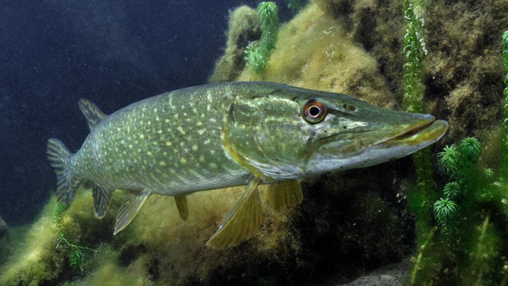 Pike swimming underwater. Photo: Linda Pitkin/2020Vision