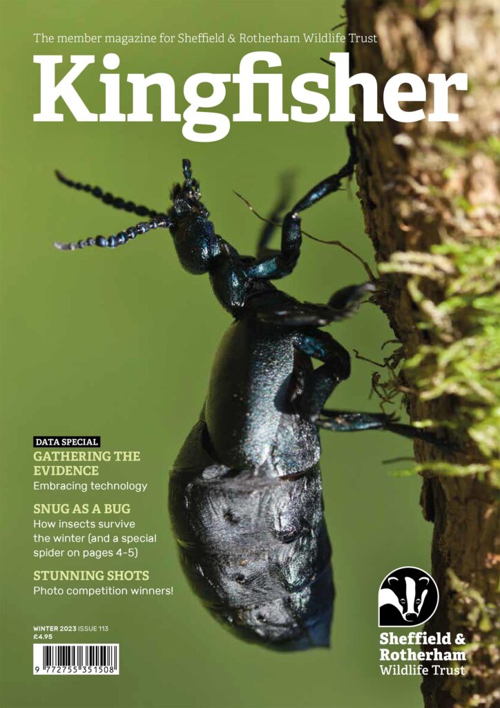 Kingfisher Magazine Cover featuring an image of an oil beetle, with the headline 'Snug as a Bug', Issue 113, Winter 2023