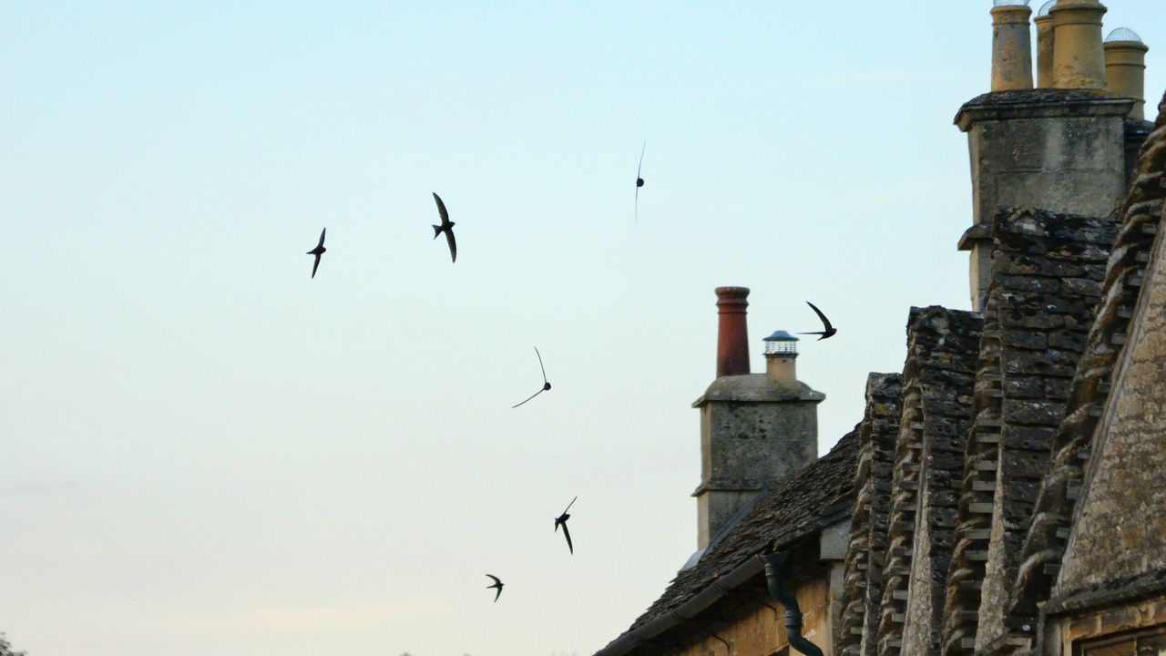 Common swift (Apus apus) screaming party silhouetted against the sky as they fly in formation over cottage roofs at dusk