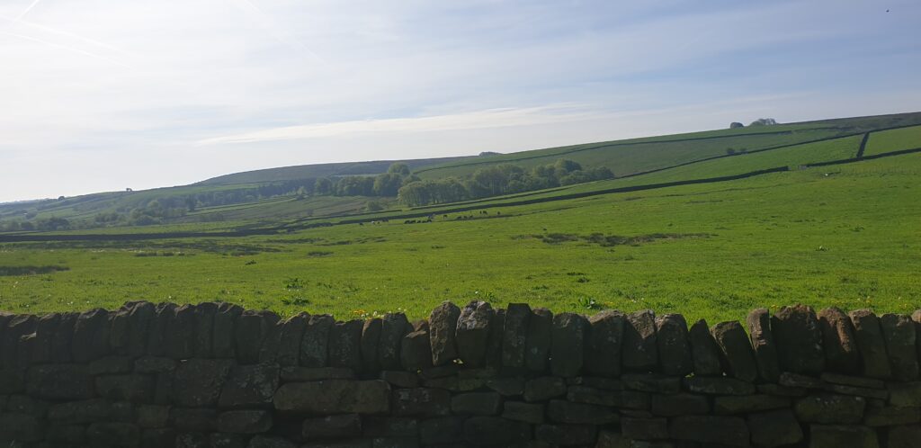 Cattle in field at Ughill Farm - photo by Martin Reed