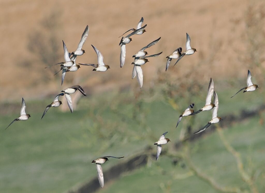 A flock of golden plover at Ughill Farm. Photo by Peter Monk