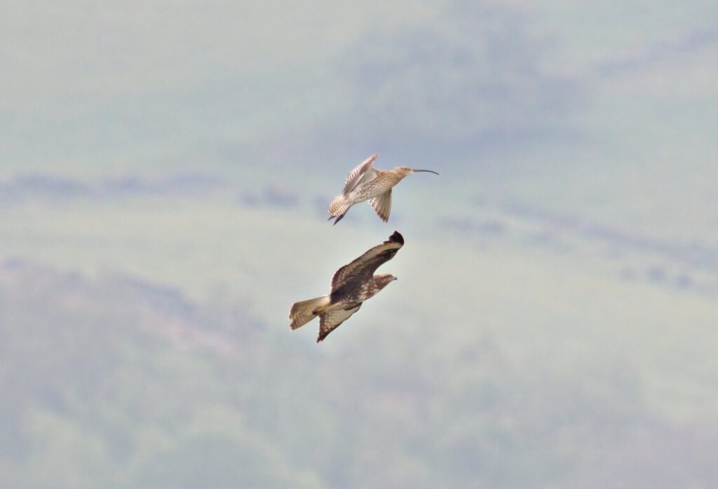 Curlew and buzzard at Ughill Farm