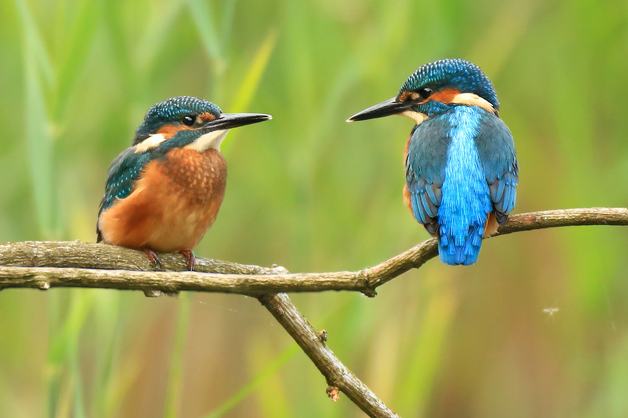 Pair of Kingfisher on a branch. Photo copyright: Jon Hawkins / Surrey Hills Photography