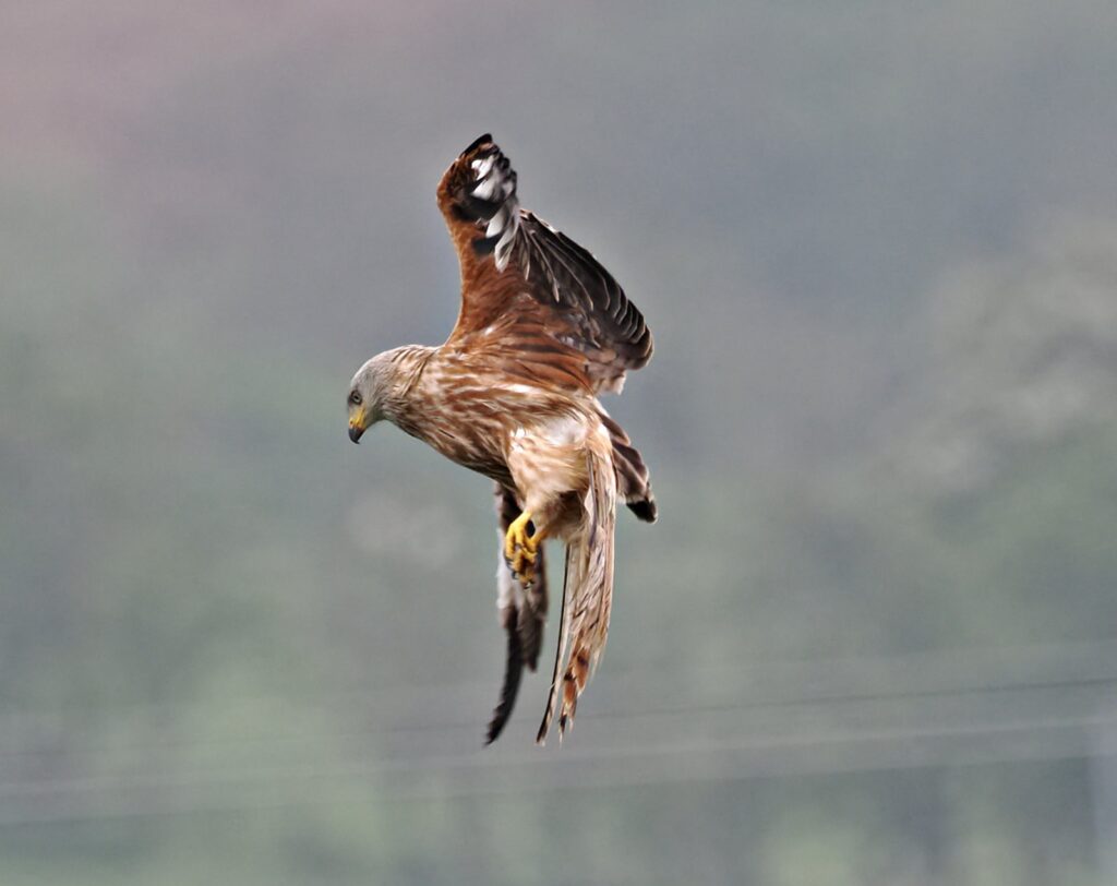 Red Kite at Ughill Farm