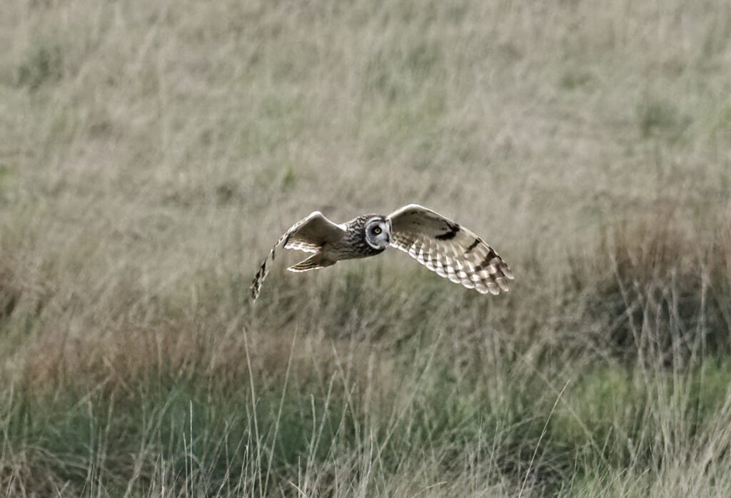 Short-eared Owl at Ughill Farm (Photo by Peter Monk)
