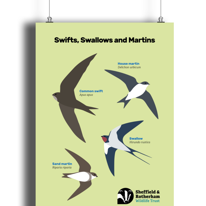 Swifts, Swallows and Martins Spotters Poster - Image 3