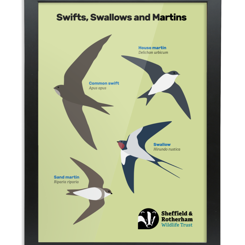 Swifts, Swallows and Martins Spotters Poster - Image 4