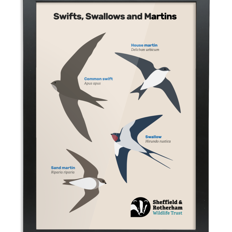 Swifts, Swallows and Martins Spotters Poster - Image 10