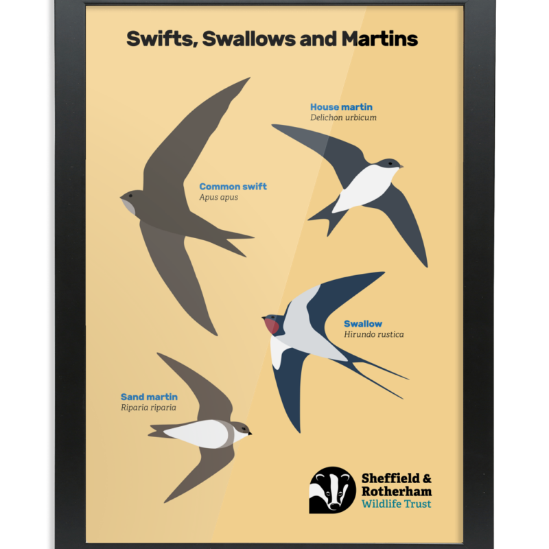 Swifts, Swallows and Martins Spotters Poster - Image 12