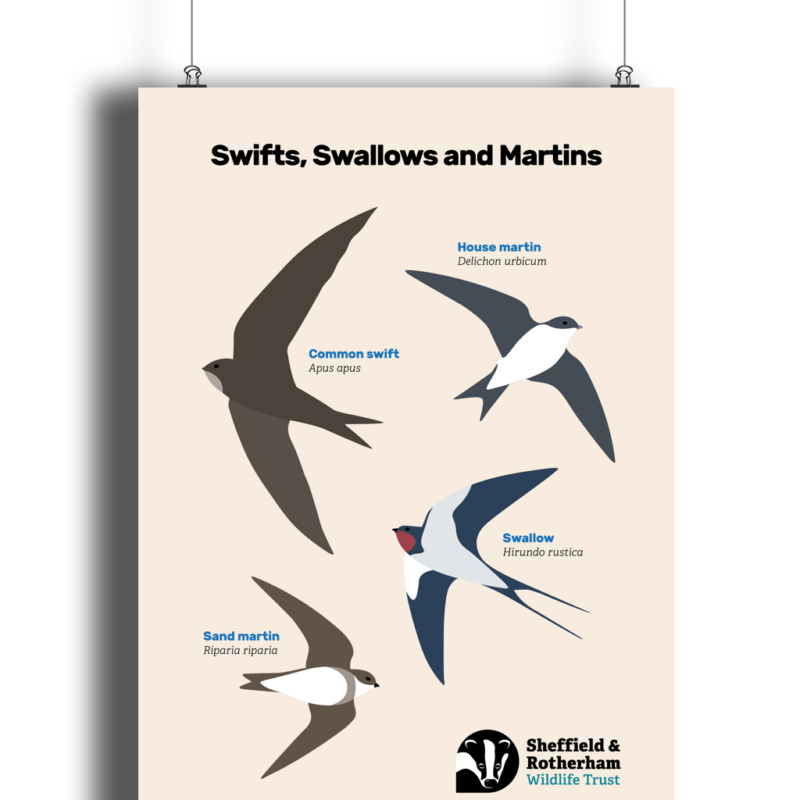 Swifts, Swallows and Martins Spotters Poster - Image 9