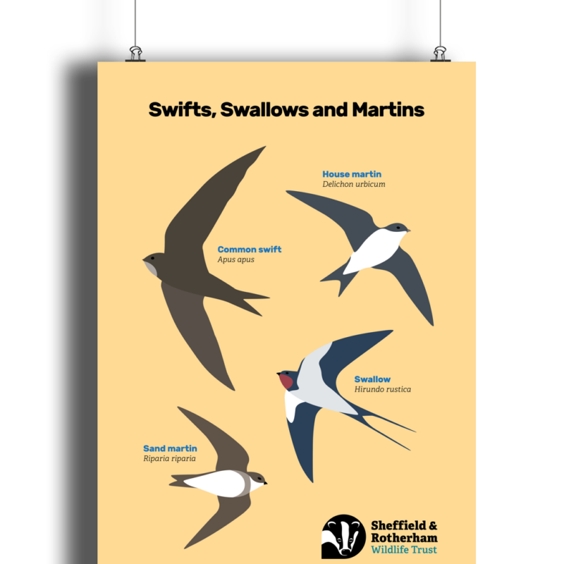 Swifts, Swallows and Martins Spotters Poster - Image 11