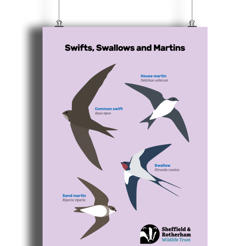 Swifts, Swallows and Martins Spotters Poster - Image 7