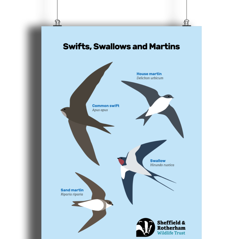 Swifts, Swallows and Martins Spotters Poster