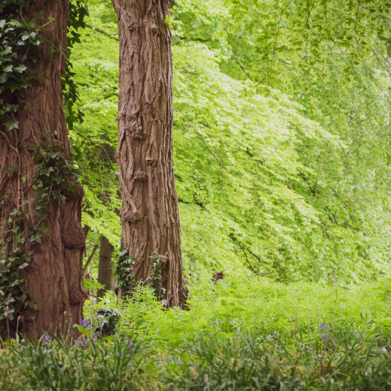 Trees at Clifton Park, where the Wild at Heart groups often visit