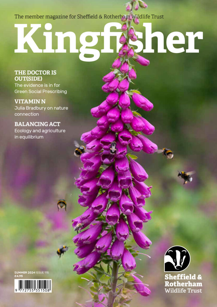 Kingfisher Magazine Cover featuring an image of an Orchid with Bees pollinating, featuring the headline 'The doctor is Out(Side)', Issue 115, Summer 2024