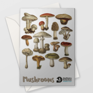Mushrooms Greetings Card