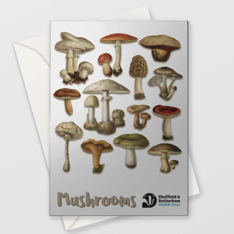 Mushrooms Greetings Card