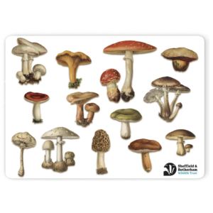 Mushrooms Placemat
