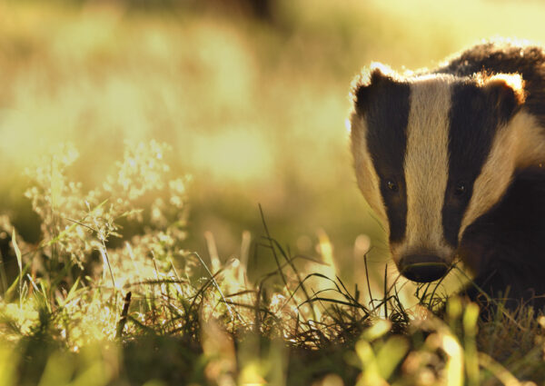 Badger Meles meles Portrait of a young adult badger back lit by evening light,