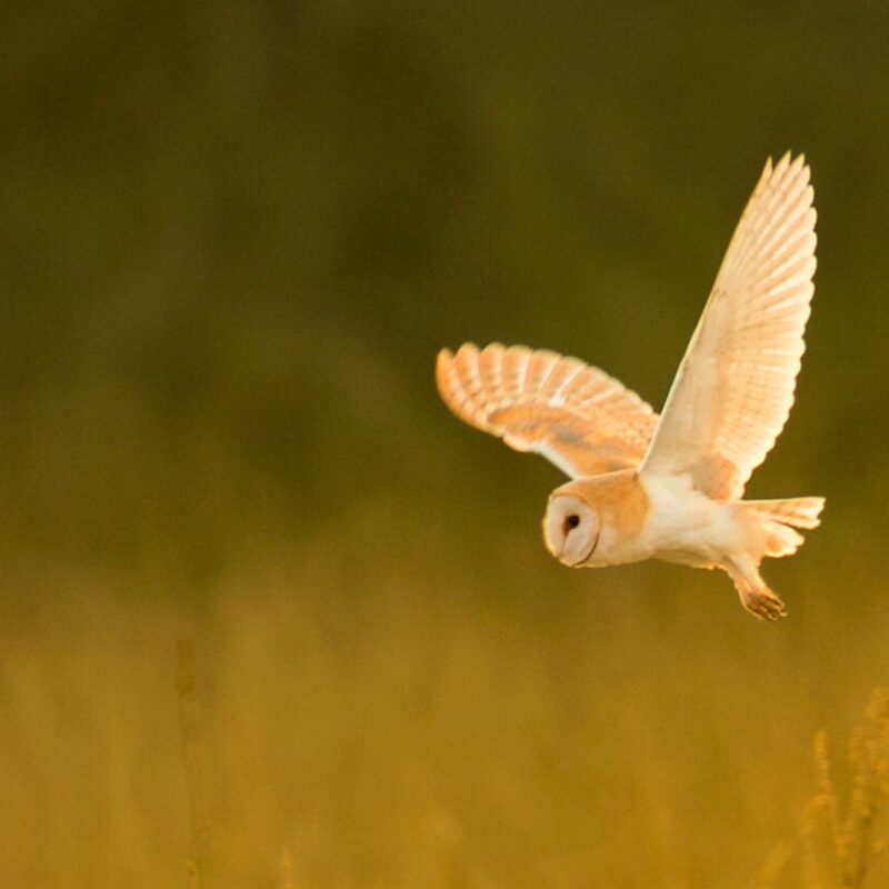 Barn Owl