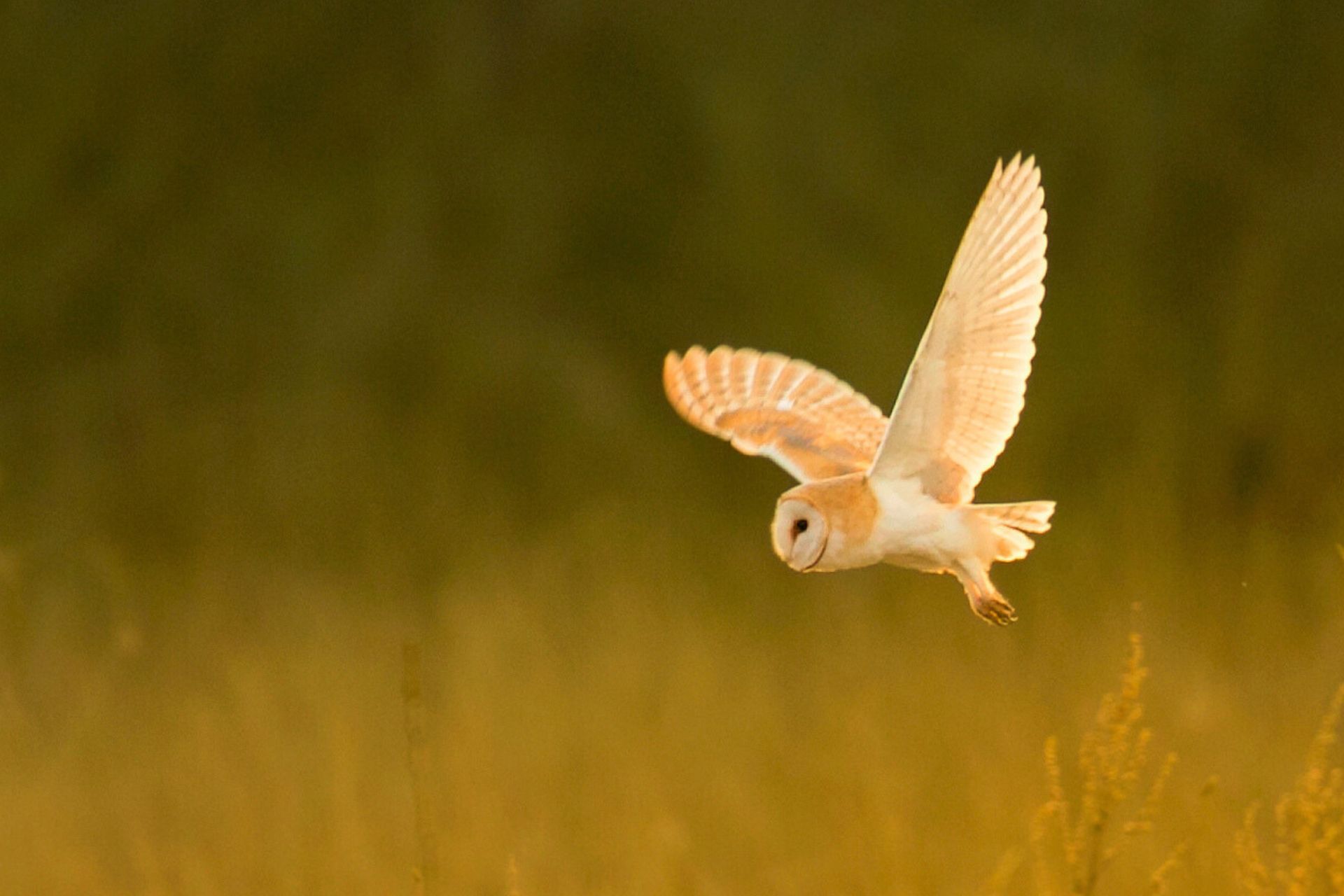 Barn Owl