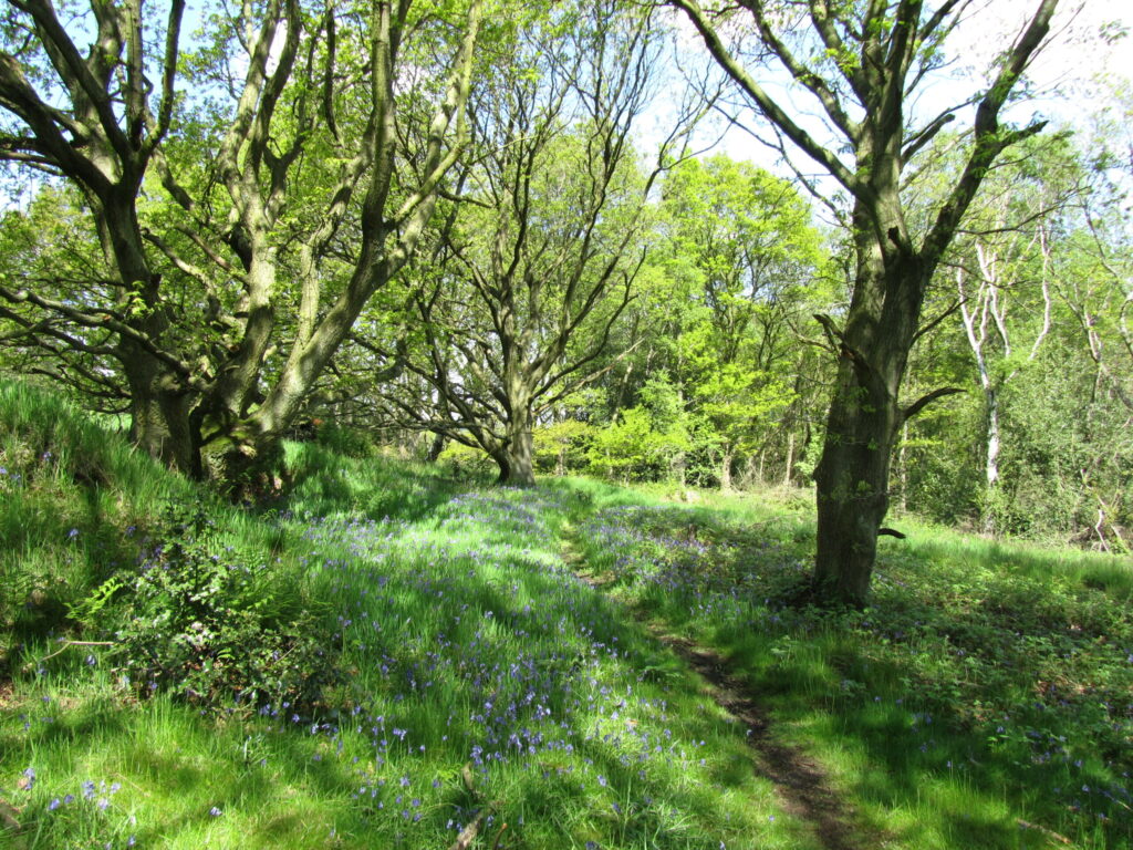 bluebells in Greno wood with gnarly ancient oak in background