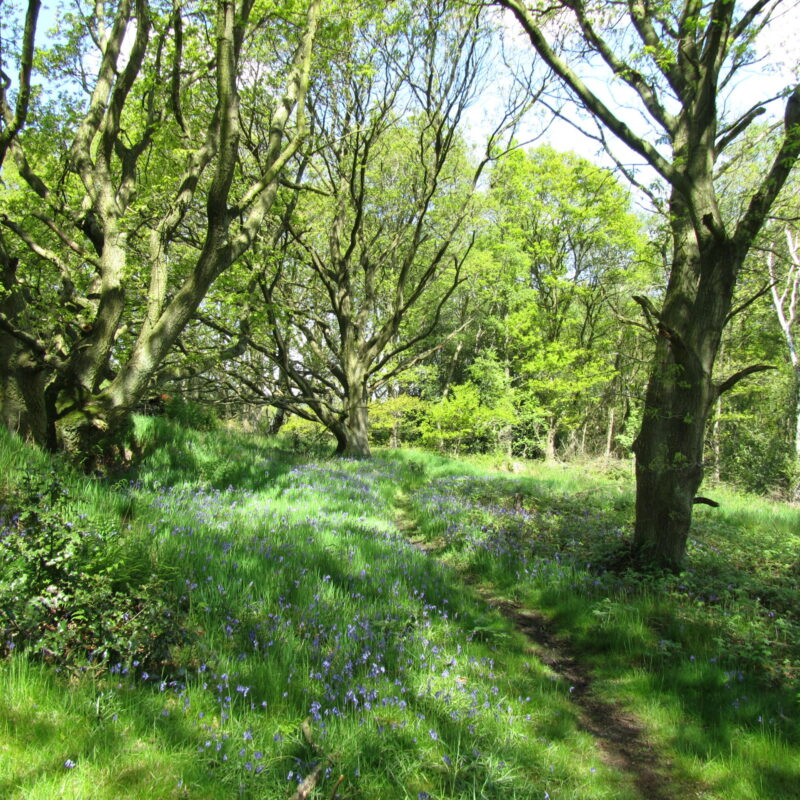 bluebells in Greno wood with gnarly ancient oak in background