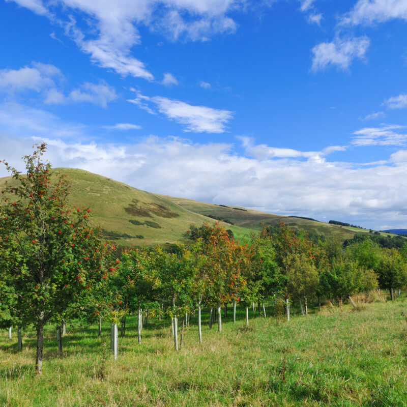 Trees Planted in the landscape. Credit: Laurie Campbell / Woodland Trust
