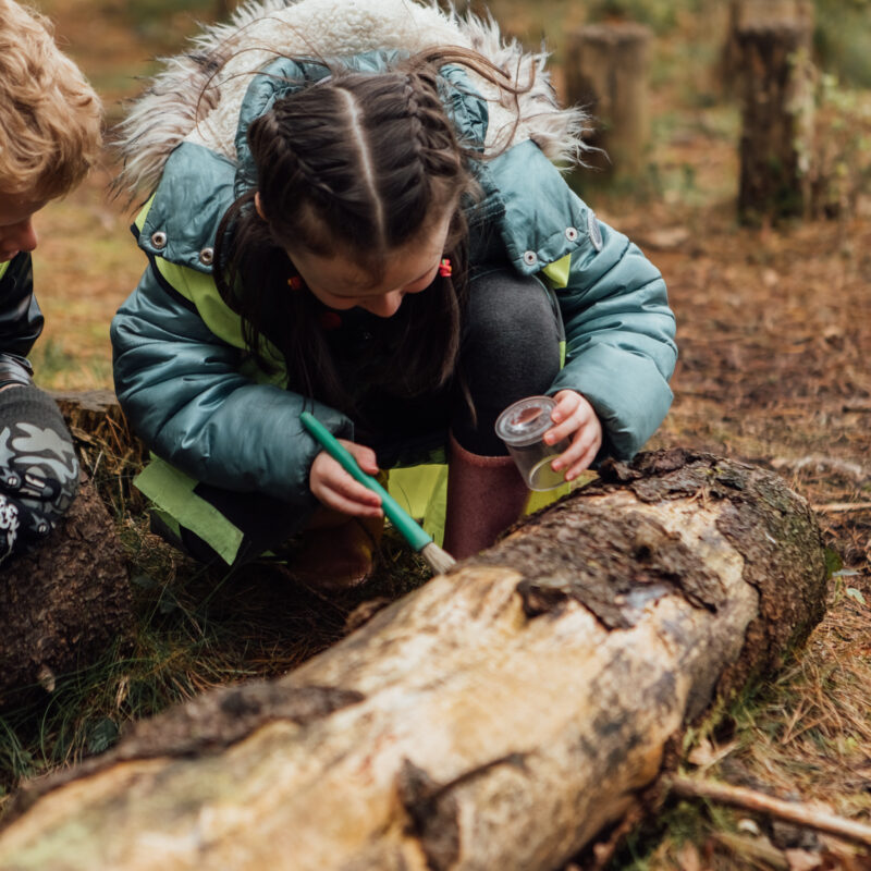 Two children wearing bright clothes are investigating a log in a woodland. The child on the rightis using a small brush and is holding a collection pot, while the child on the left is watching intently.