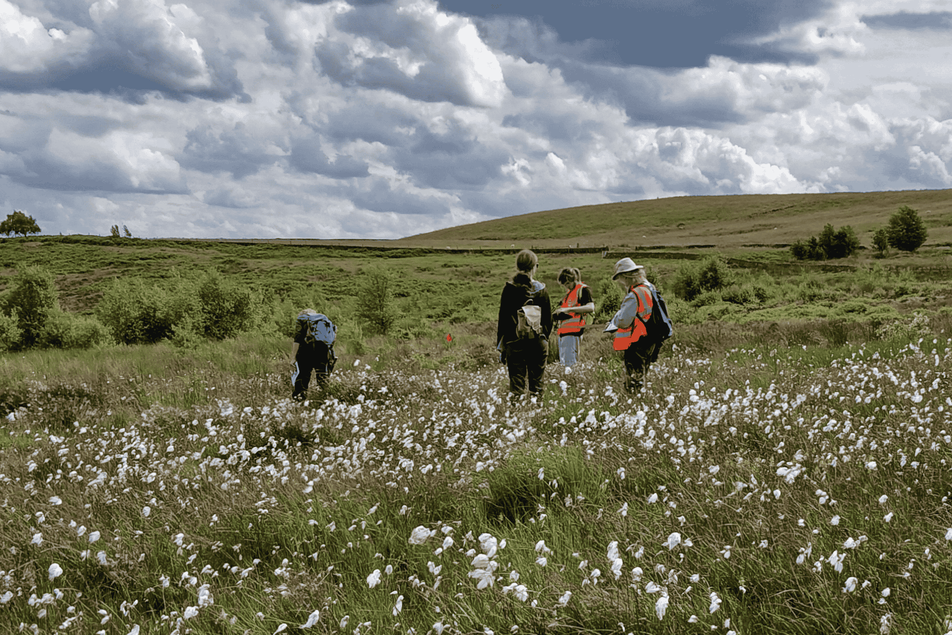 People doing a survey in a field frull of cotton grass. The sky is full of dramatic clouds