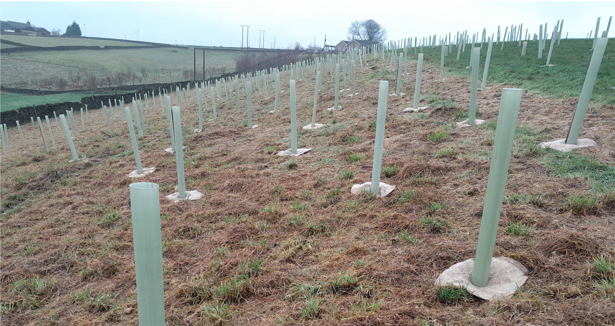 SYWP team help Yummy Yorkshire to plant a woodland