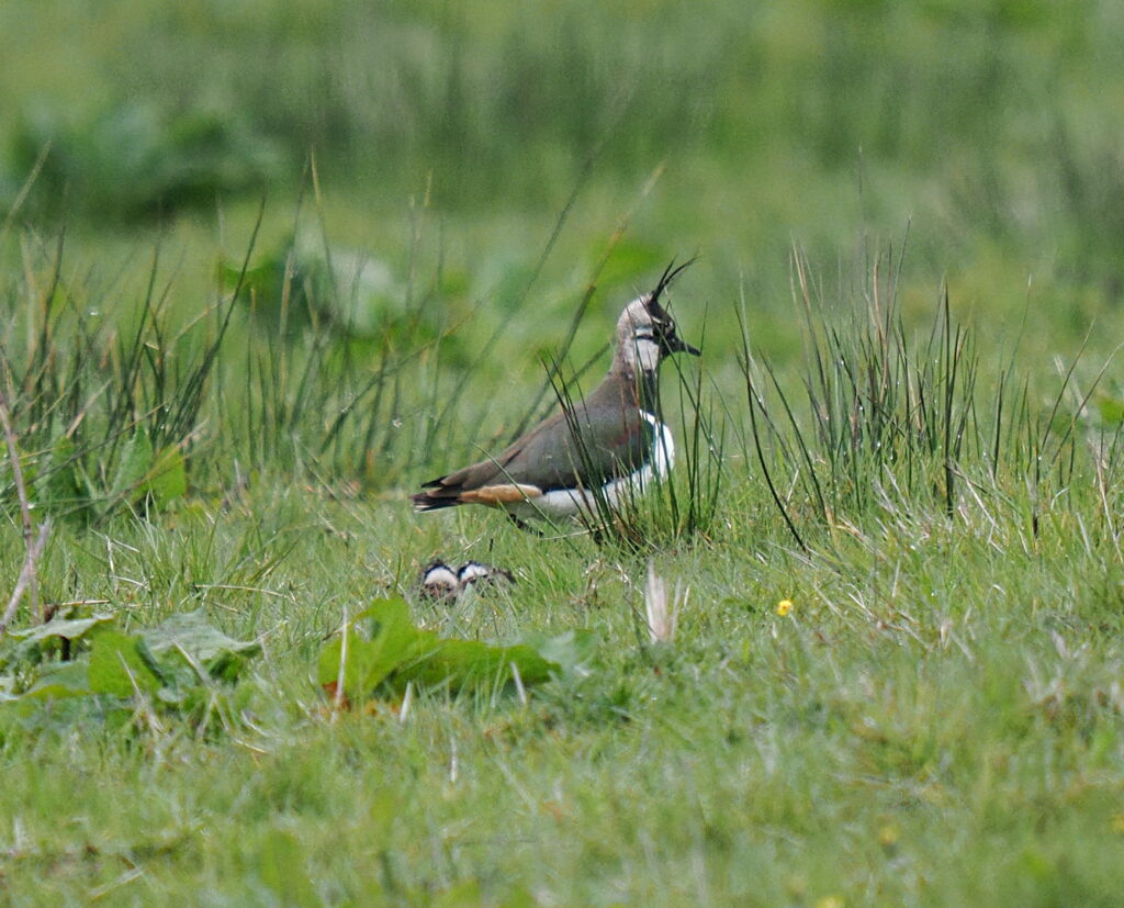 A lapwing, a bird with black and white plumage, and a long crest, in a green field. The heads of 2 newly hatched chicks can just be seen peeking out from above the grass.