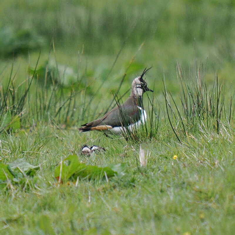 A lapwing, a bird with black and white plumage, and a long crest, in a green field. The heads of 2 newly hatched chicks can just be seen peeking out from above the grass.