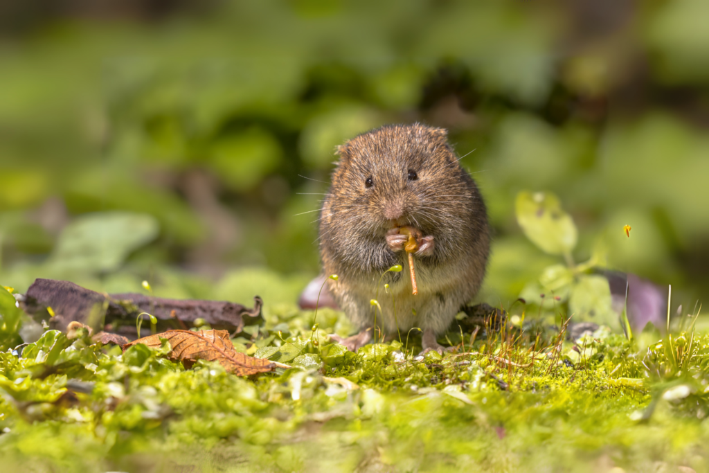 A water vole feeding