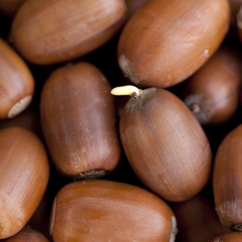 Image of Acorn Fund Reserve