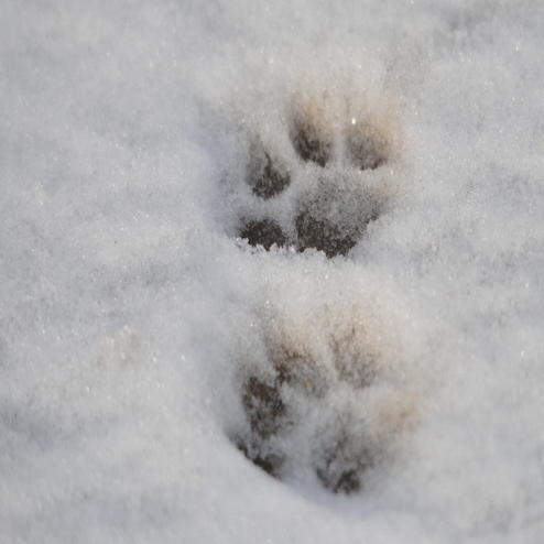 Two cat foot prints in the snow showing four clear toes in front of the foot pad. Unlike dog tracks there is no claw marks as cats retract them when walking.