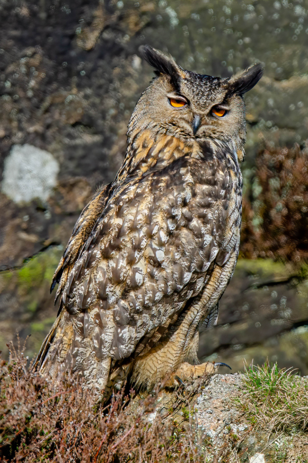An eagle owl facing away to the right with it's head turned toward the camera. This is Europe’s largest owl, growing to around 70cm tall with a wingspan of over 170cm. It has large, dark ear tufts, whitish eyebrows and orange-red eyes