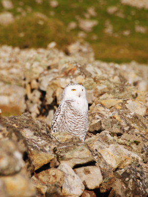 This large owl is strikingly white, with yellow eyes. It is perched on a dry stone wall facing to the right. It's dark barring identifies it as a female. 