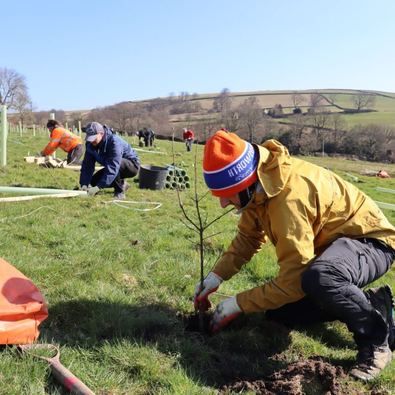 Planting Trees at Ughill