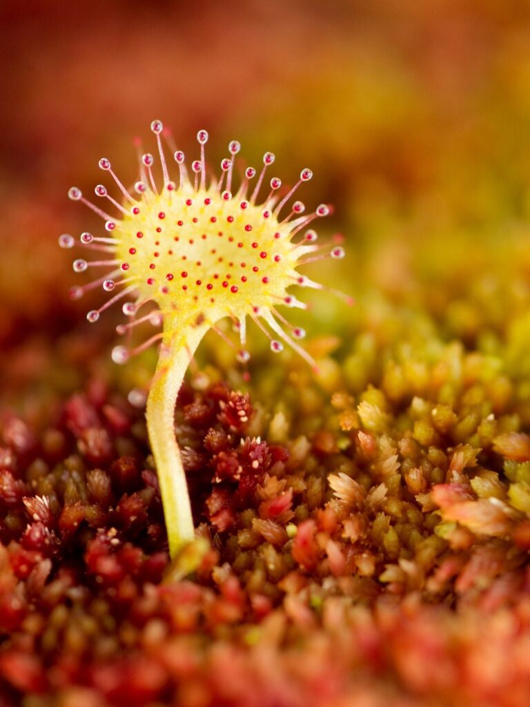 Sundew in a mossy bog
