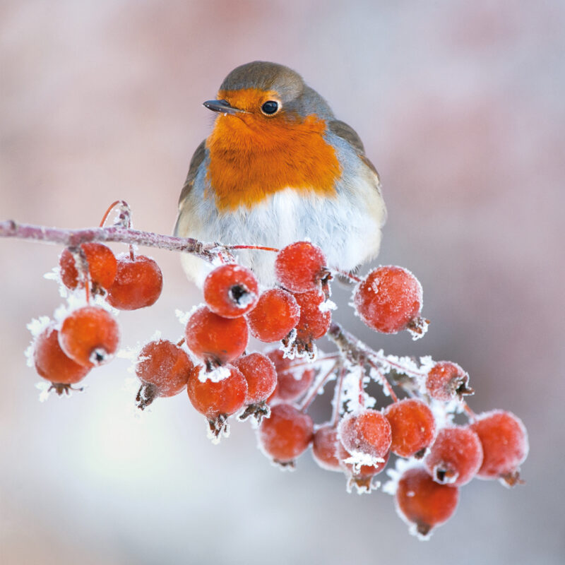 Christmas card featuring a photo of a robin