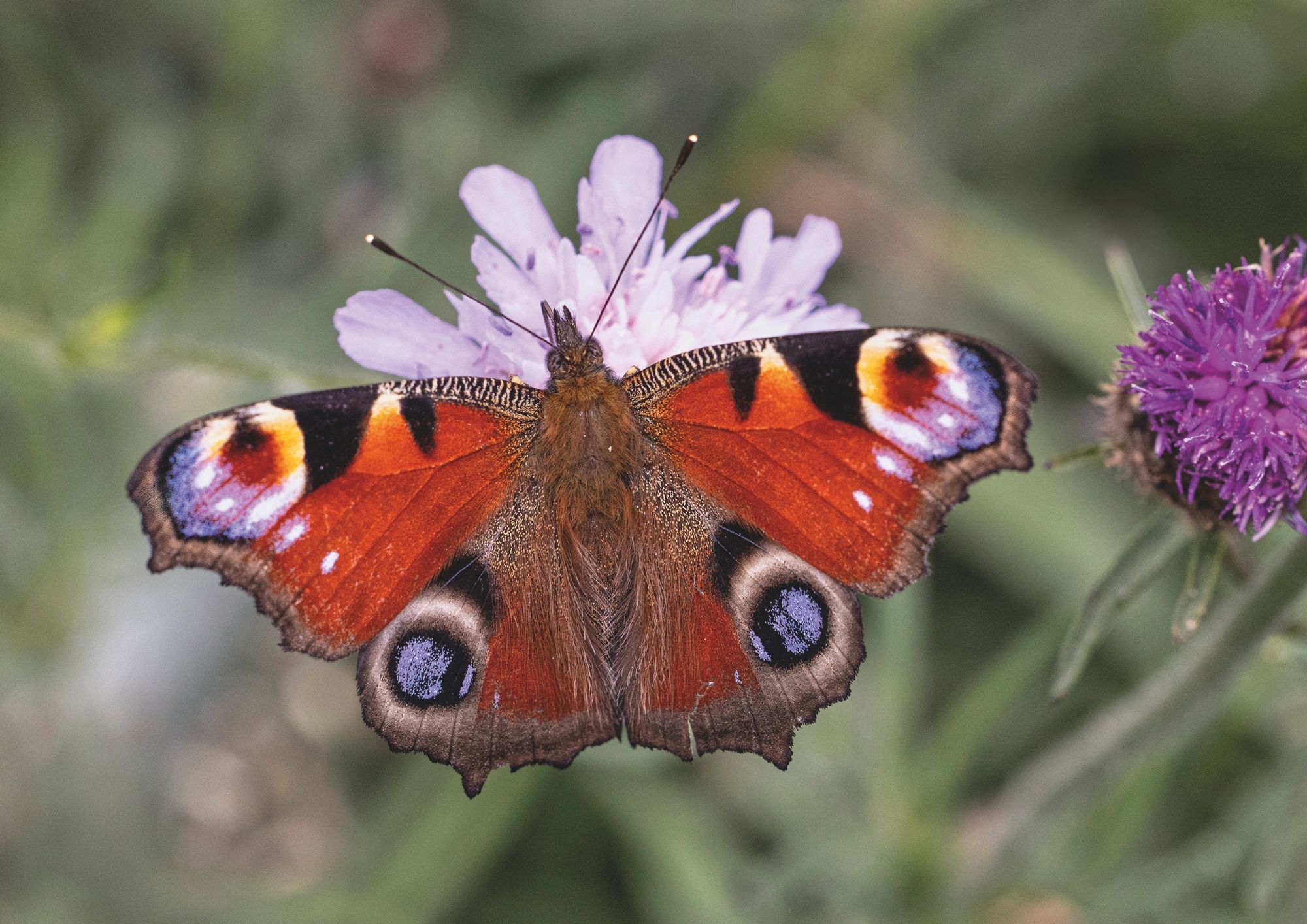 A peacock butterfly with wings spread, showing the 'eyes'
