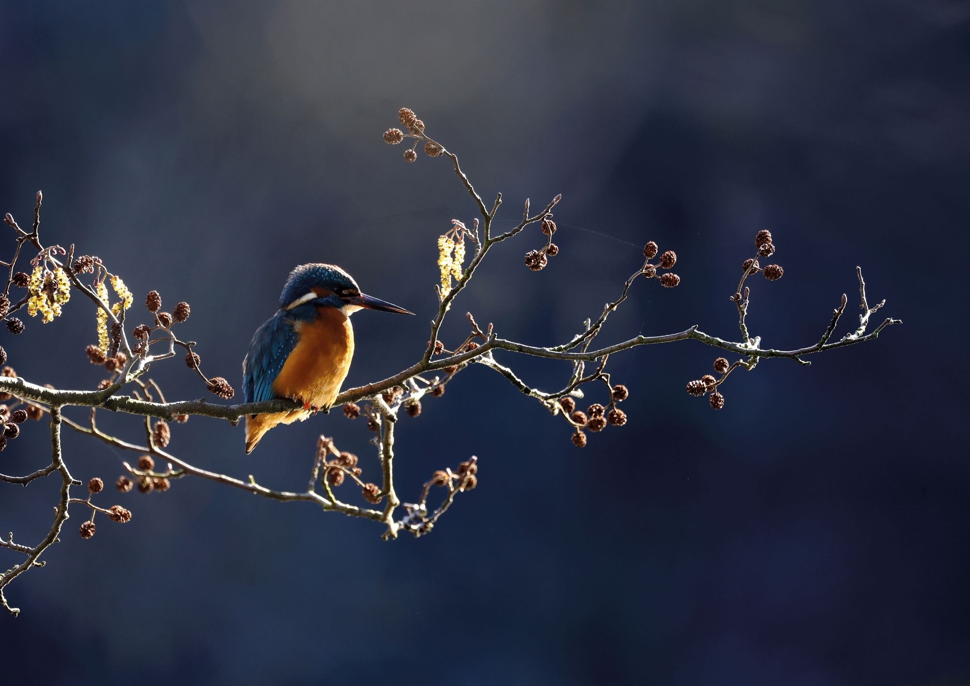 A kingfisher with bright blue and orange feathers is caught in a shaft of sunlight as it sits on a frosty alder branch