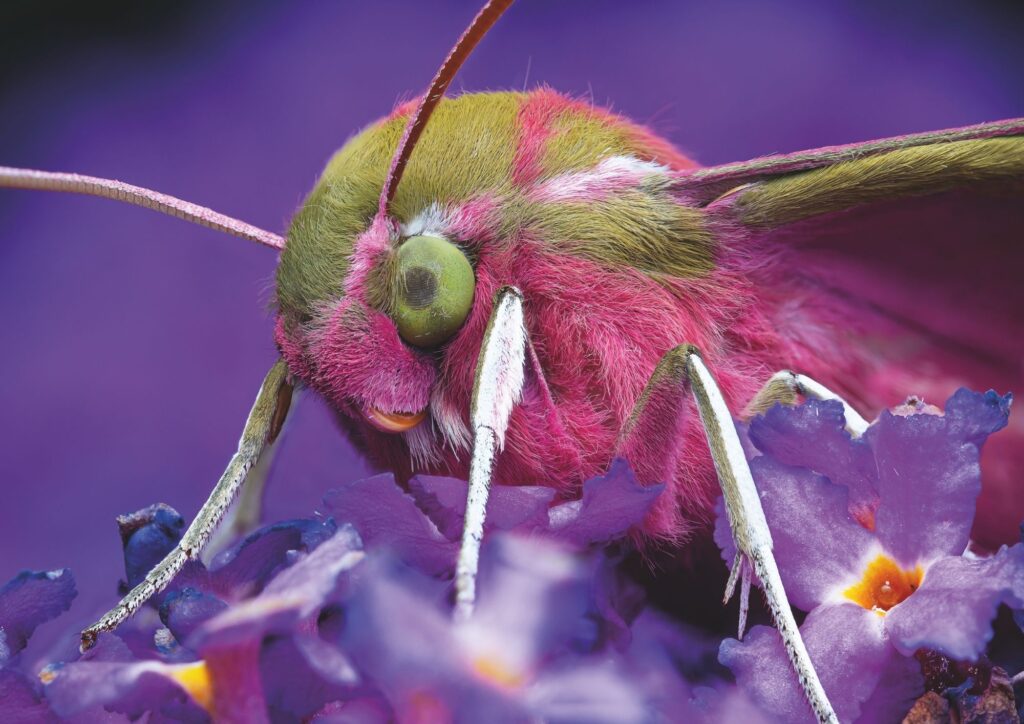 This macro shot of an elephant hawk moth really shows off the vibrant pink and green of its furry body. It almost looks like a soft toy!